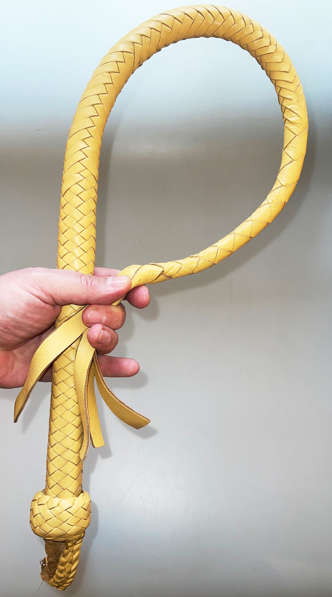 Kanadische Shortpeitsche kurze Singletail - Beige